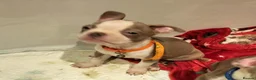 Boston Terrier dogs for sale: Boston Terrier  - Advert 11