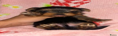 Yorkshire Terrier Puppy 1
