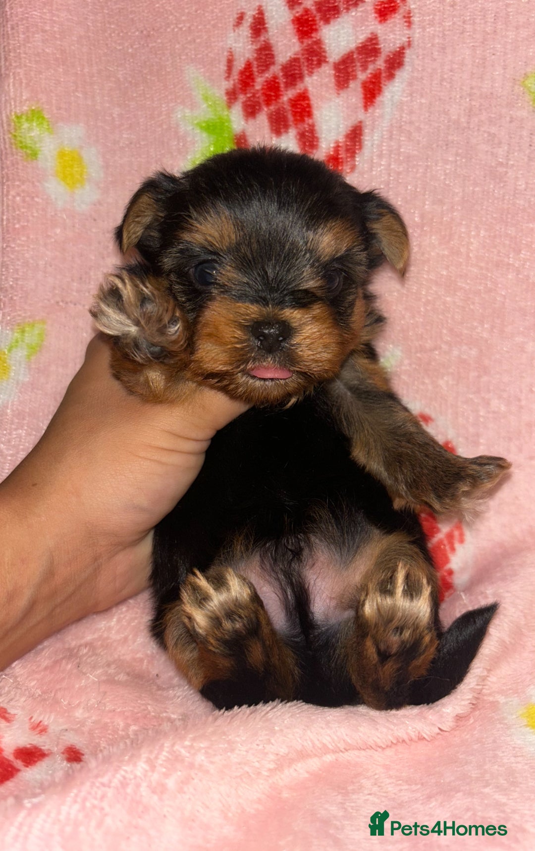 Yorkshire Terrier dogs for sale: Beautiful pure Yorkshire terriers puppy’s  - Advert 22