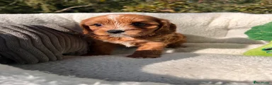 Cavapoo 6