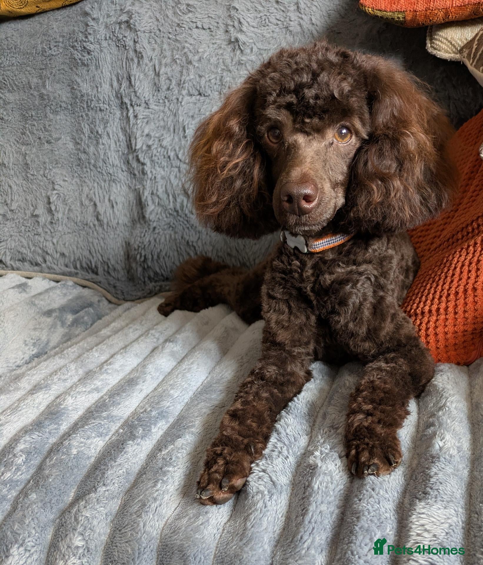 Toy Poodle dogs Toy poodle boy  - Advert 6