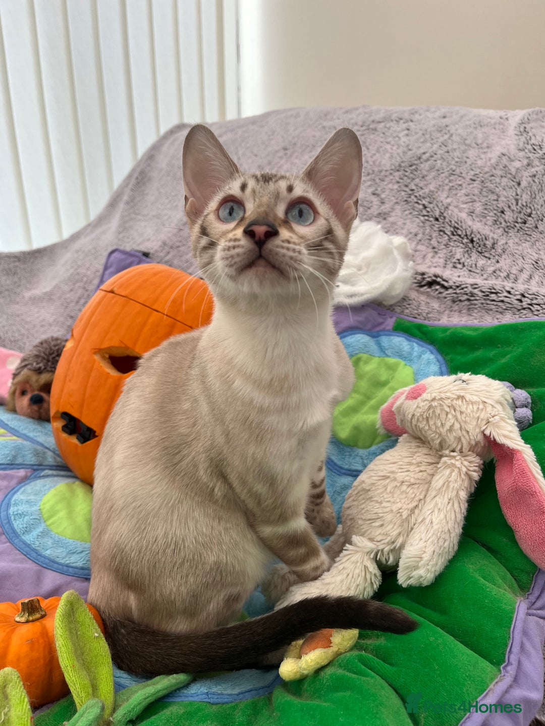 Bengal cats for sale: OUTSTANDING TICA reg BENGAL KITTENS - Image 31