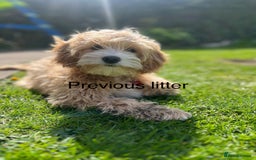 Mixed Breed dogs for sale: Cavapoochon Puppies  - Image 13