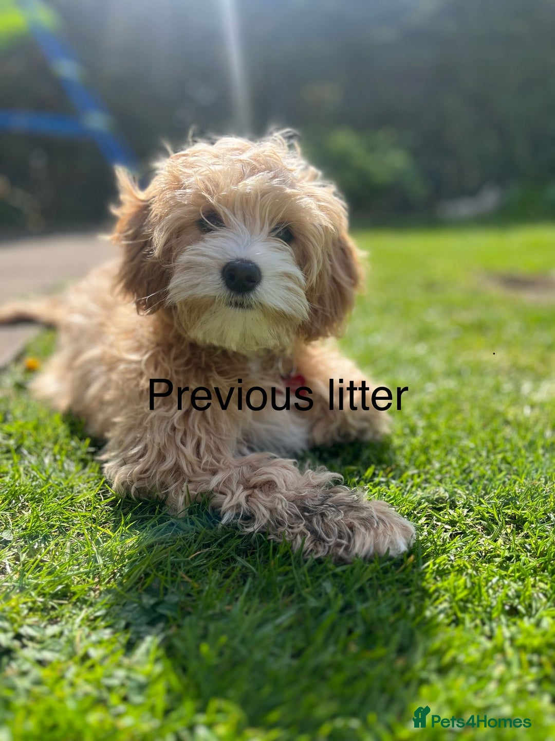 Mixed Breed dogs for sale: Cavapoochon Puppies  - Image 13