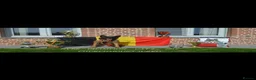 Belgian Shepherd Dog dogs for sale: KC Belgian Malinois Puppys for sale - Advert 2