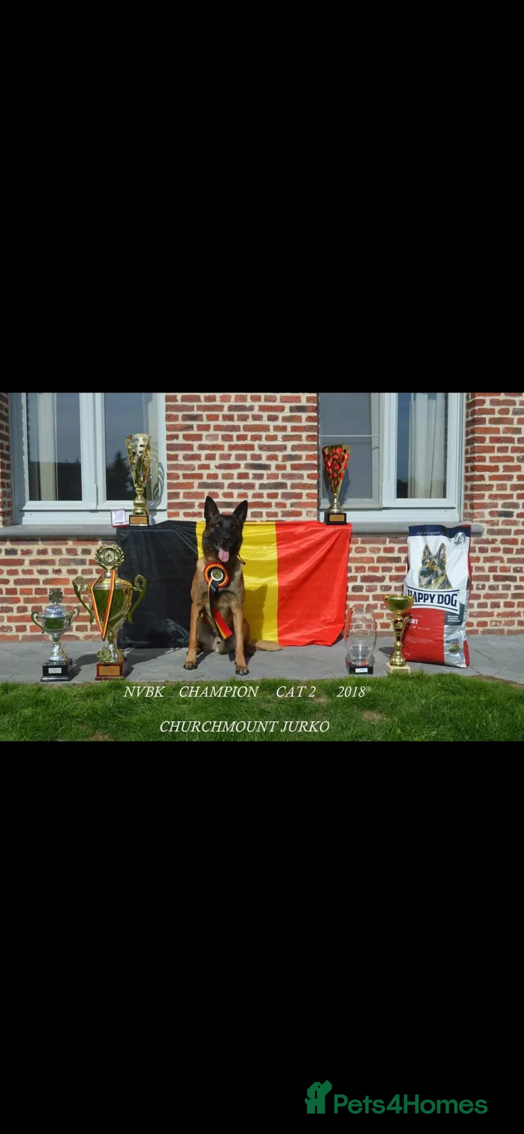 Belgian Shepherd Dog dogs for sale: KC Belgian Malinois Puppys for sale - Advert 2