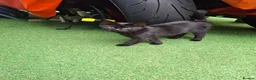 Bombay cats for sale: Bombay blacks kittens  - Advert 2