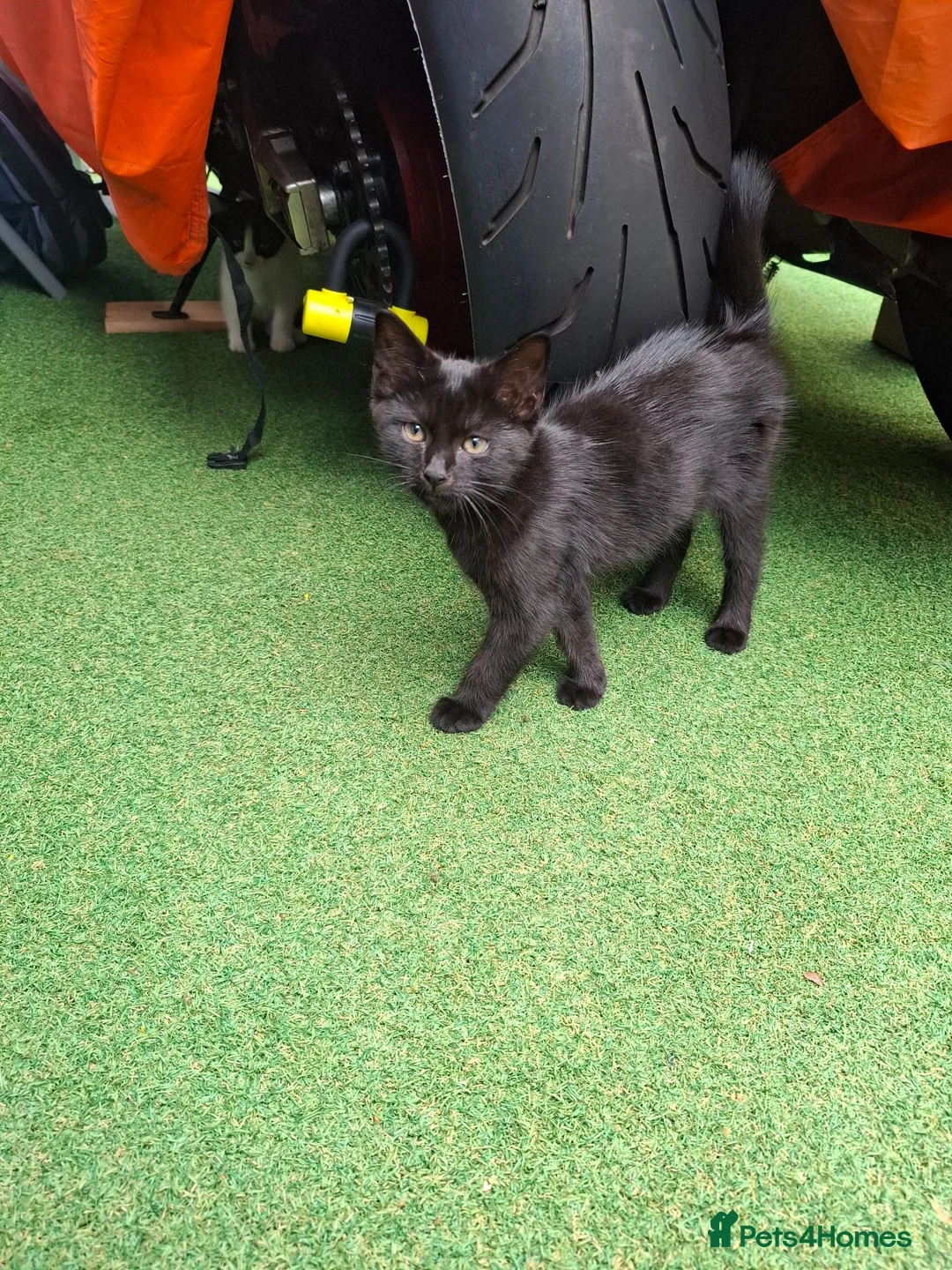 Bombay cats for sale: Bombay blacks kittens  - Advert 2