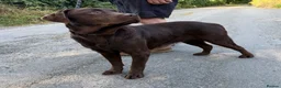 Labrador Retriever dogs for sale: Quality KC Reg Chocolate Labrador Retriever Adult - Advert 5