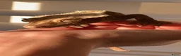 Gecko reptiles for sale: Male crested gecko  in Littlehampton - Advert 7