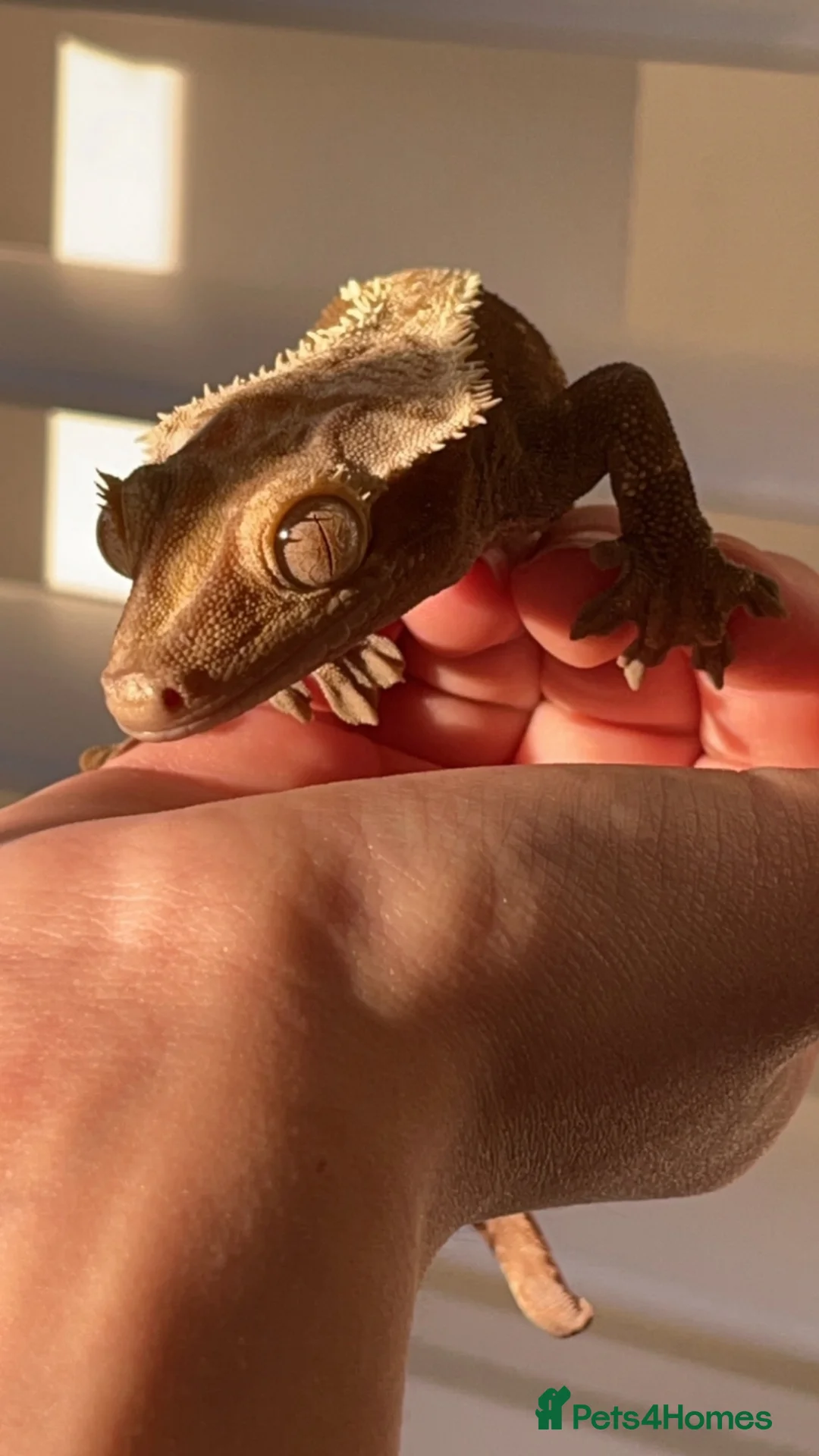Gecko reptiles for sale: Male crested gecko  in Littlehampton - Advert 7