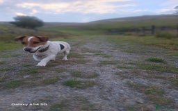 Jack Russell dogs for sale: Bronson - Image 2