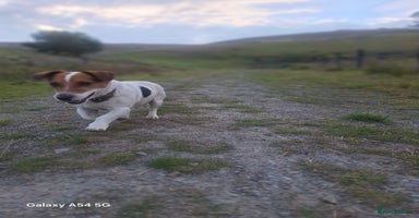 Jack Russell dogs - Advert 4