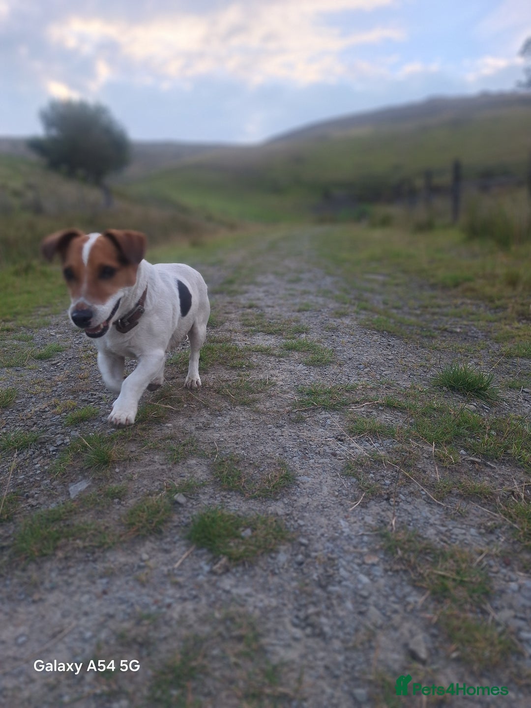 Jack Russell dogs for sale: Bronson - Image 2