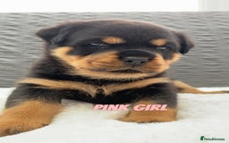Rottweiler dogs for sale: Beautiful KC Rottweiler puppies - Image 2