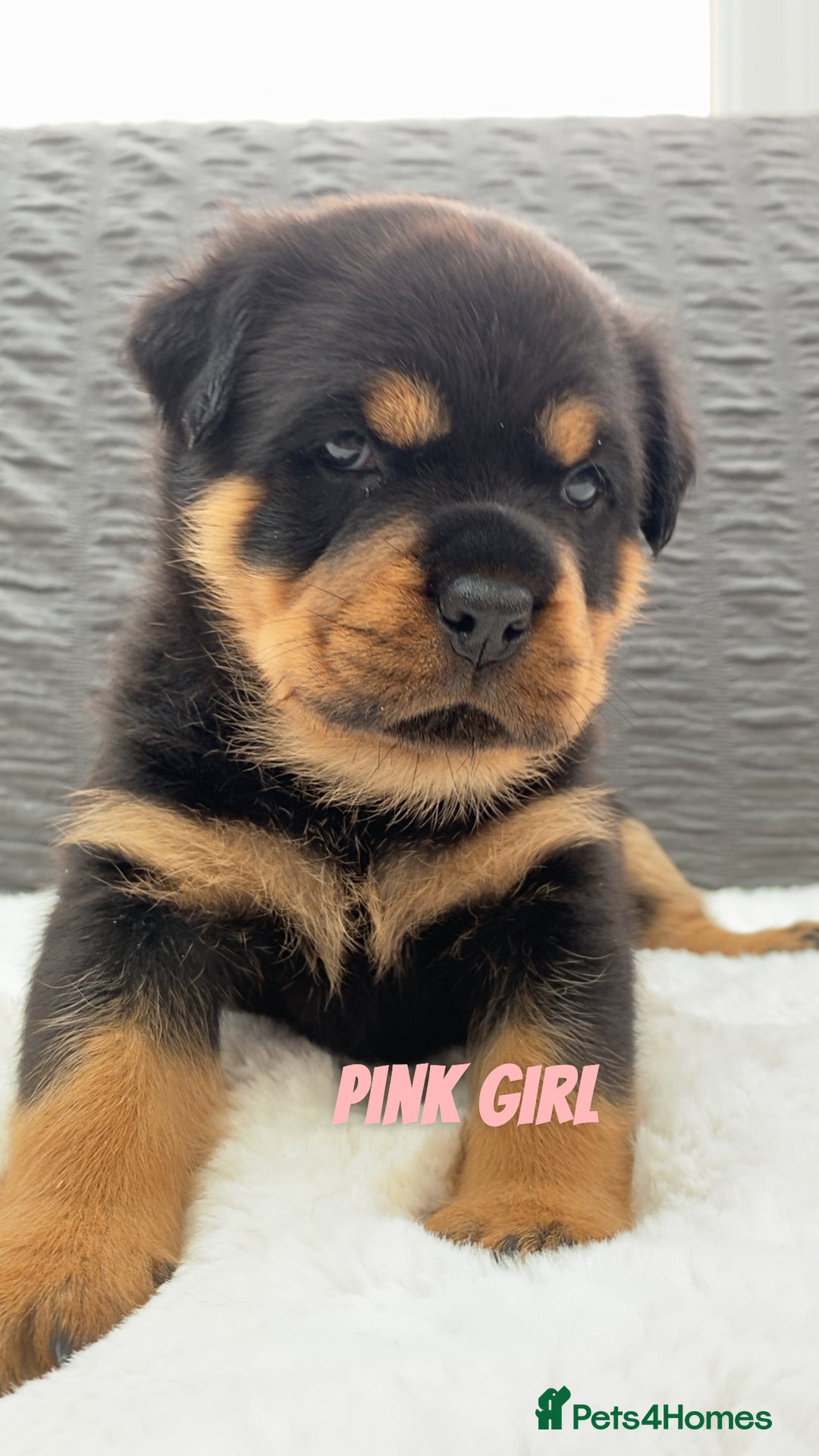 Rottweiler dogs for sale: Beautiful KC Rottweiler puppies - Image 2
