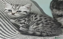 British Shorthair cats for sale: Beautiful silver tabby british shorthair kittens  - Image 5