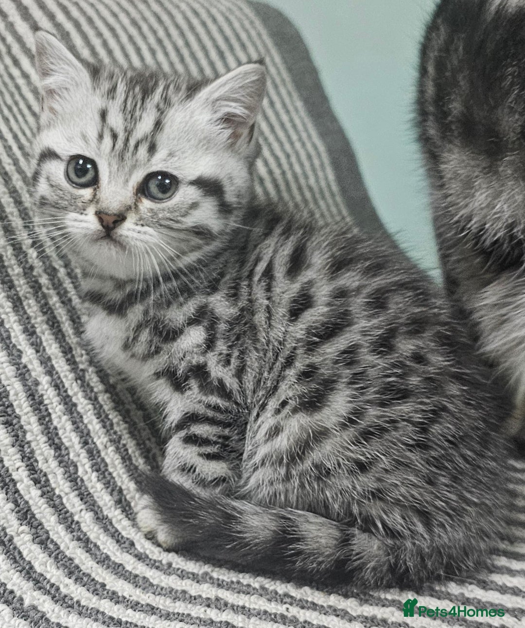 British Shorthair cats for sale: Beautiful silver tabby british shorthair kittens  - Image 5