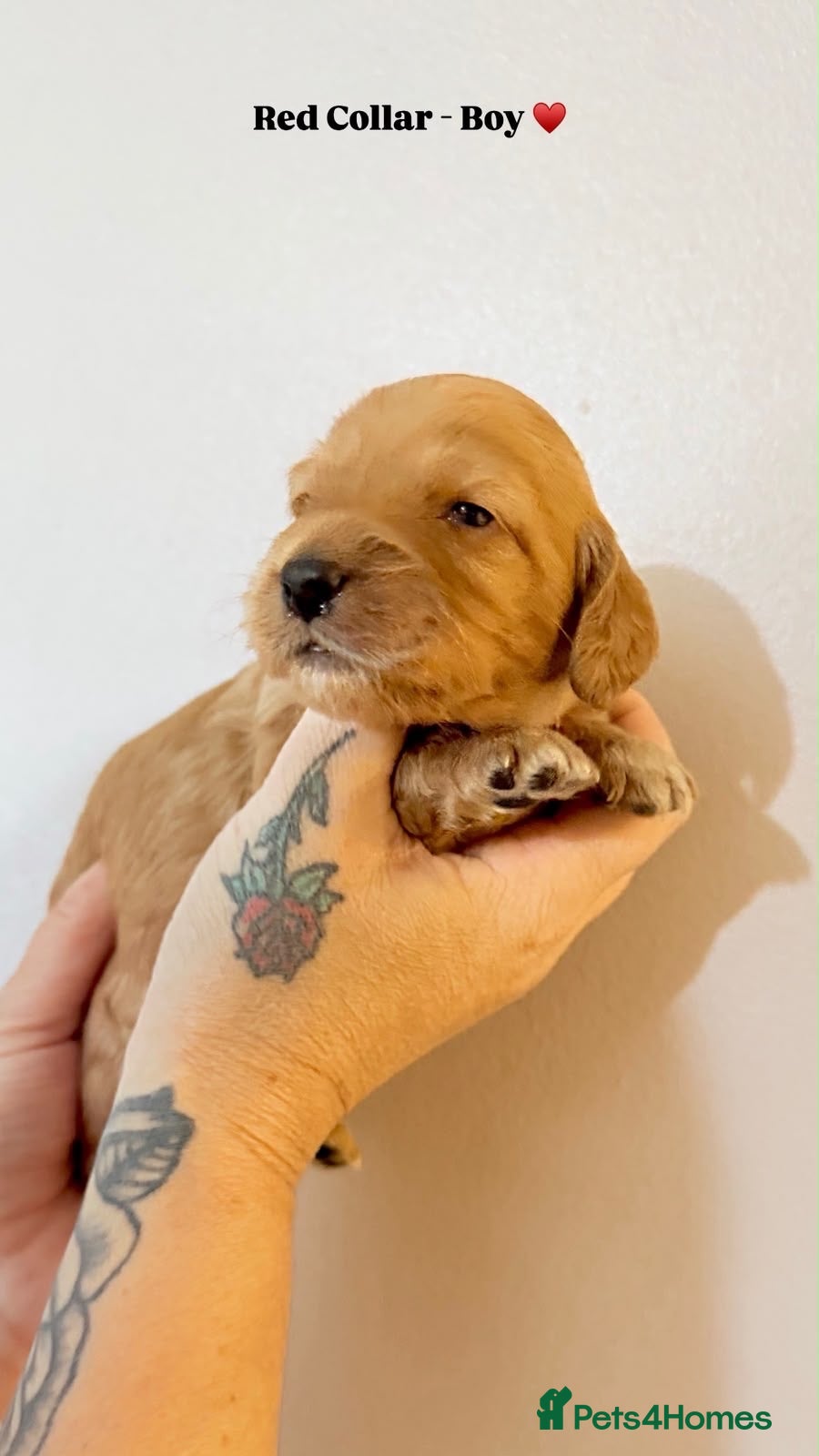 Cockapoo dogs F2 - Cockapoo Puppies – 7 Boys & 1 Girl - Advert 12