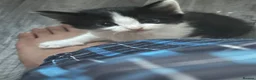 Mixed Breed cats for sale: 3 month old kittens - Advert 8