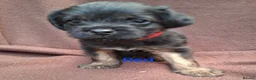Border Terrier dogs for sale: BORDER TERRIERS SLEM CLEAR  - Advert 6