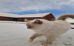 Ragdoll cats for sale: Beautiful Lilac Mitted Ragdoll Queen - Image 8