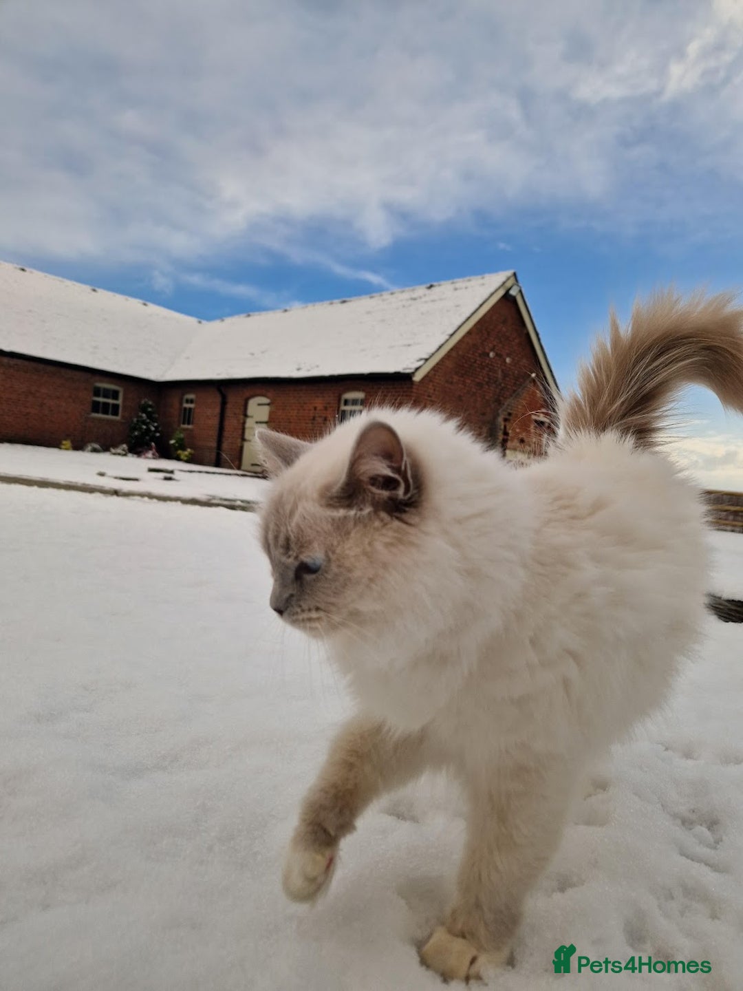 Ragdoll cats for sale: Beautiful Lilac Mitted Ragdoll Queen - Image 8