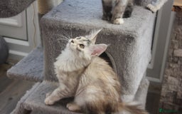 Maine Coon cats for sale: TICA PEDIGREE MAINE COON KITTENS  - Image 15