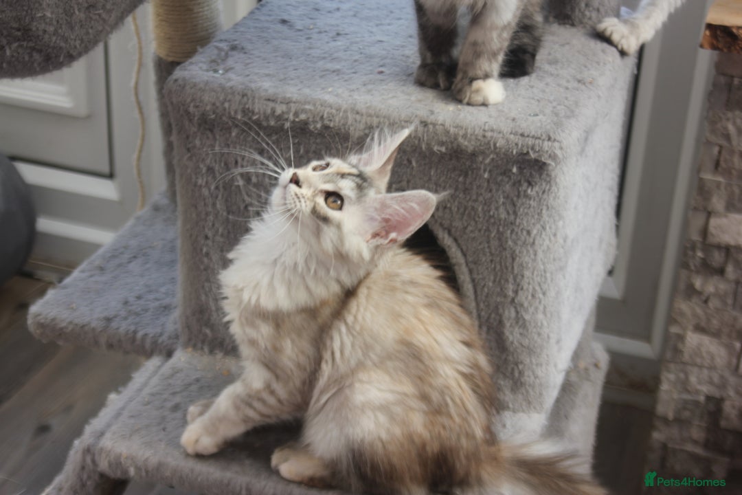 Maine Coon cats for sale: TICA PEDIGREE MAINE COON KITTENS  - Image 15