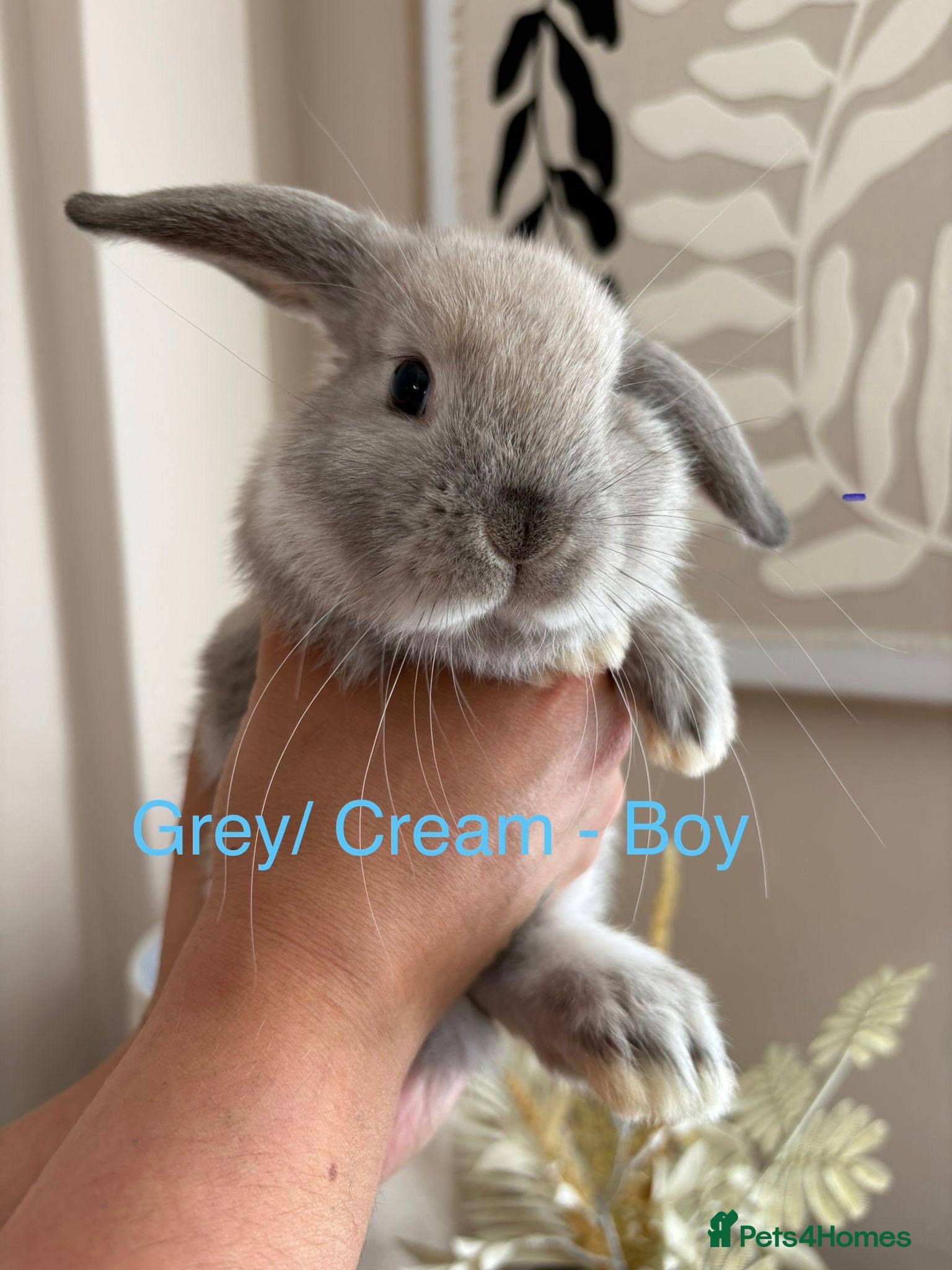 Mini Lop rabbits Beautiful Mini Lop Bunnies  - Advert 1