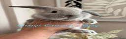 Mini Lop rabbits for sale: Beautiful Mini Lop Bunnies  - Advert 5