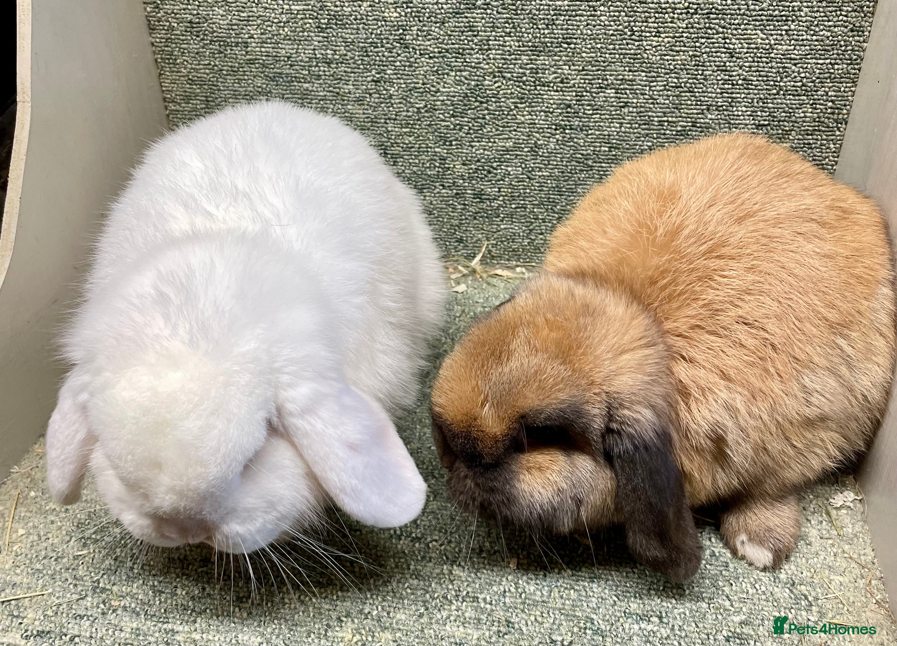 Mini Lop rabbits Mini lop beautiful small chunky boy and girl - Advert 8