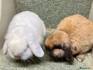 Mini Lop rabbits Mini lop beautiful small chunky boy and girl - Advert 8