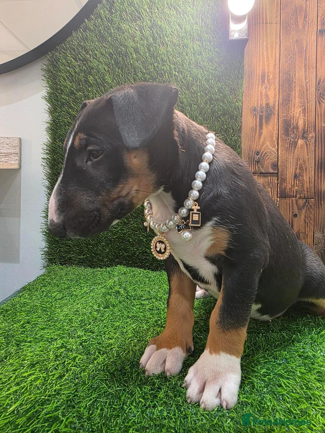 English Bull Terrier dogs for sale: 3 Beautiful English Bull Terrier Puppies  - Advert 14
