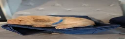 Shar Pei dogs for sale: Stunning Rare Shar Pei (Bear Coat) Pups - Advert 11