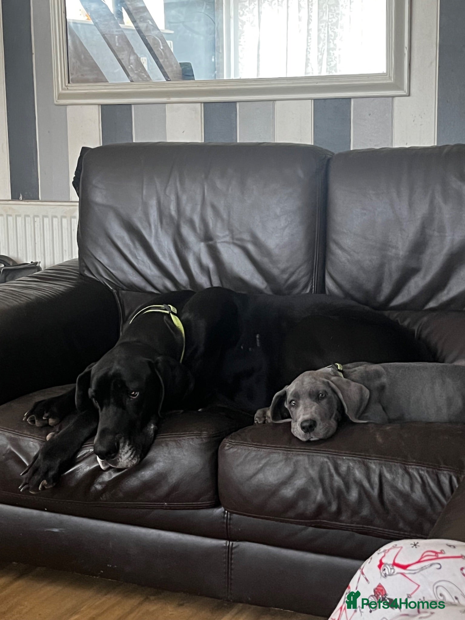 Great Dane dogs Stunning blue girl  - Advert 12