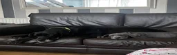 Great Dane dogs for sale: Stunning blue girl  - Advert 1