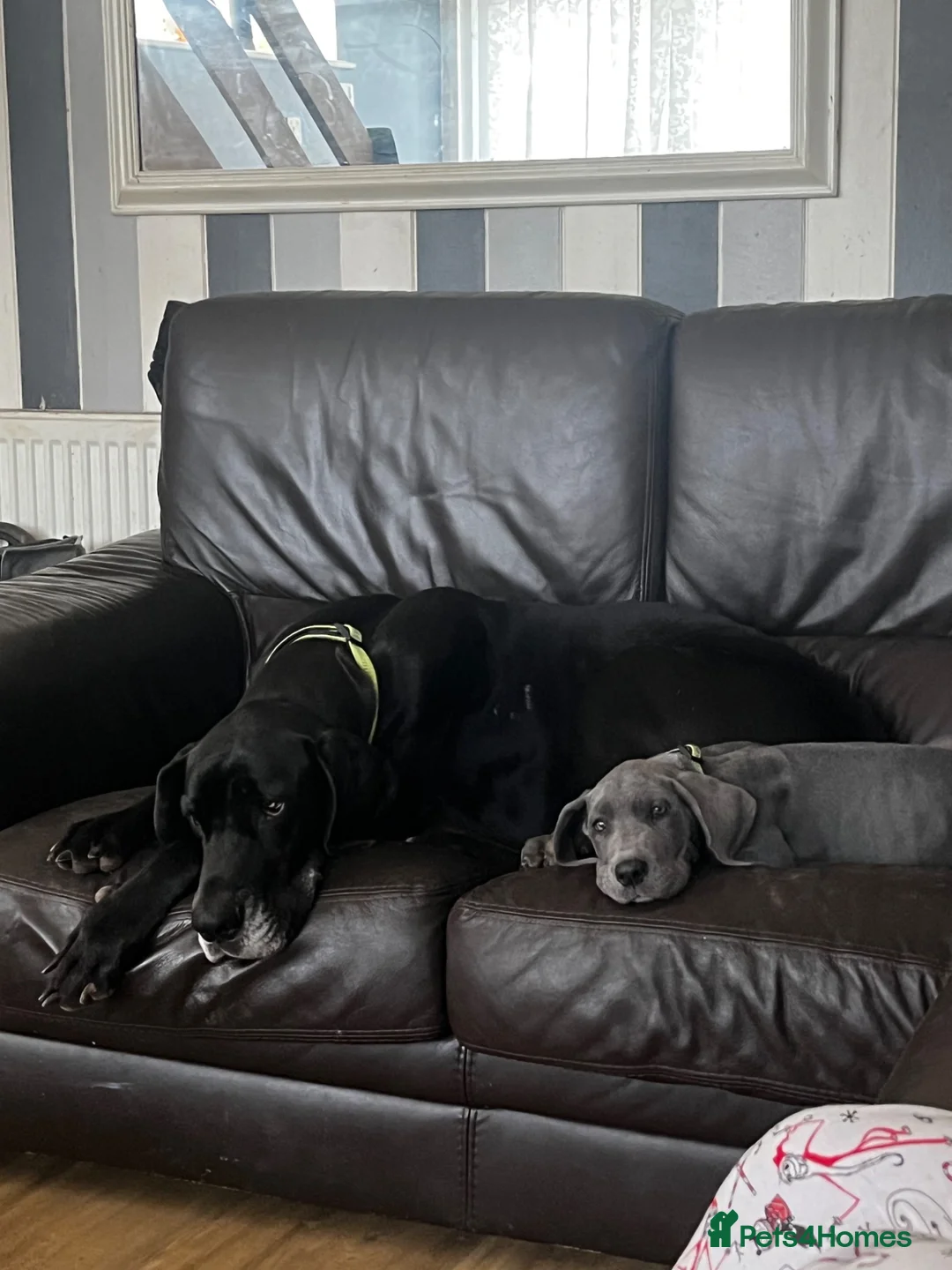 Great Dane dogs for sale: Stunning blue girl  - Advert 1