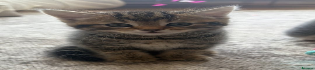 Bengal Kitten 1