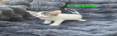 L2B2