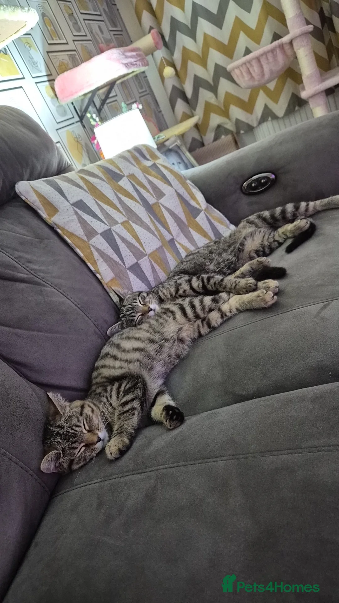Mixed Breed cats for sale: 2 female British short-hair  - Advert 2