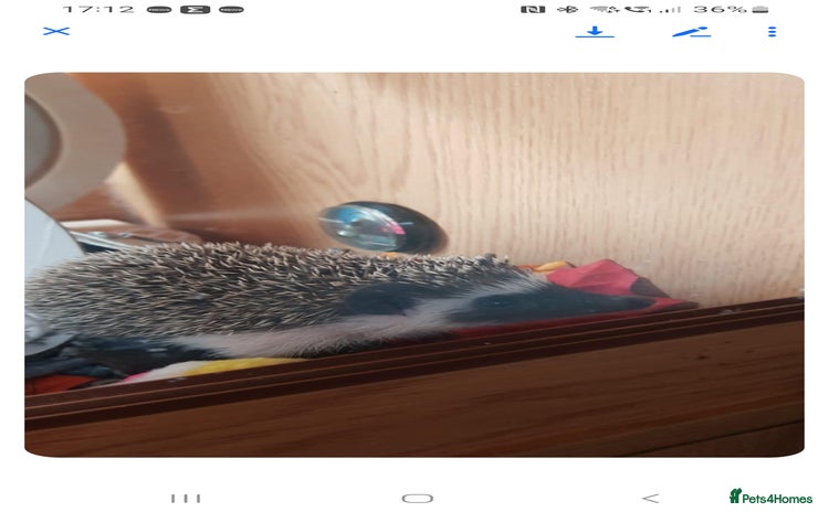 Pygmy Hedgehog rodents - Advert 1