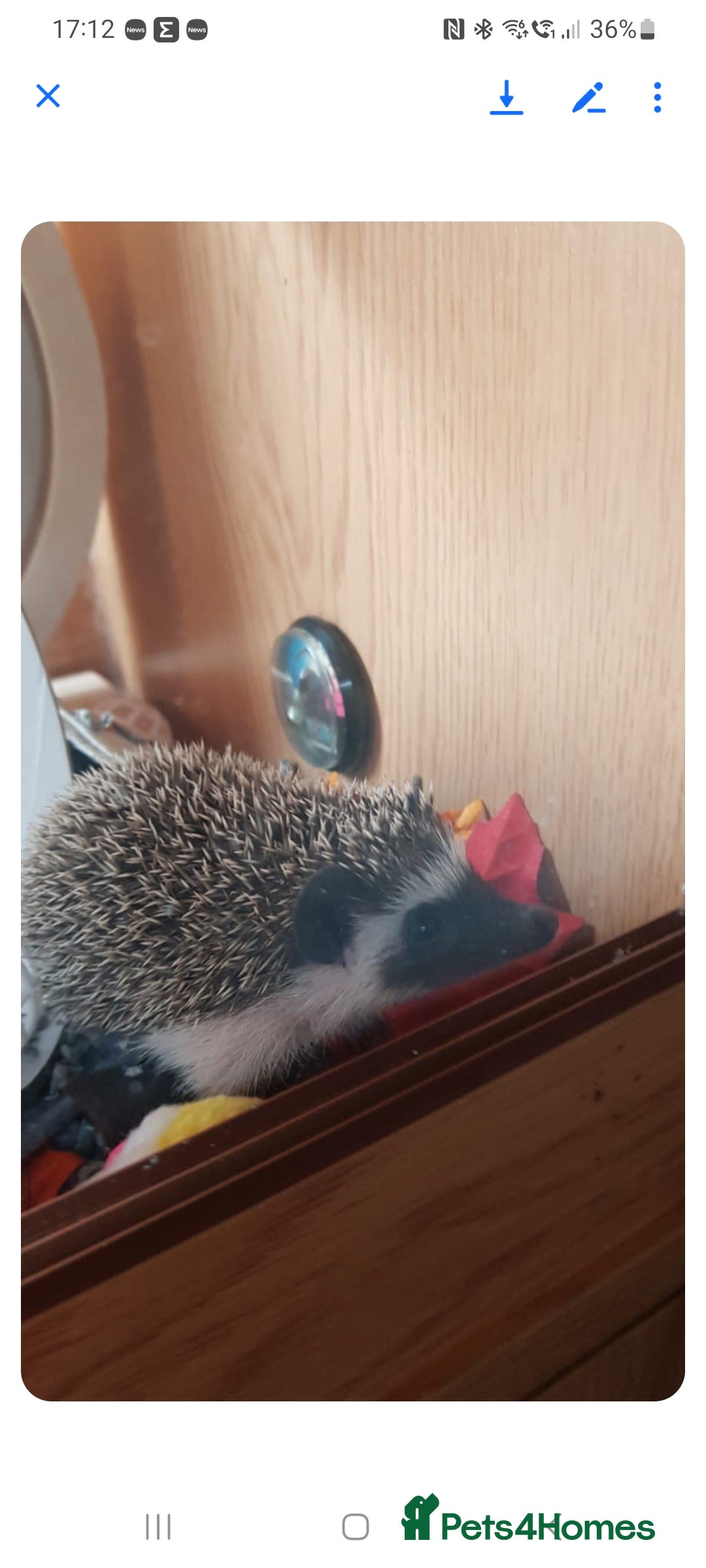 Pygmy Hedgehog rodents for sale: Pygmy hedgehog, with full set up - Image 1