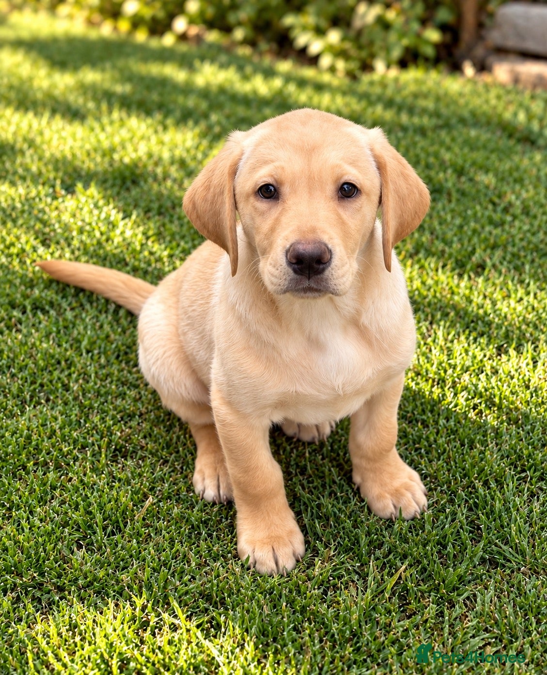 Labrador Retriever dogs for sale: READY NOW. ONE YELLOW GIRL Champion lab puppies  - Advert 1