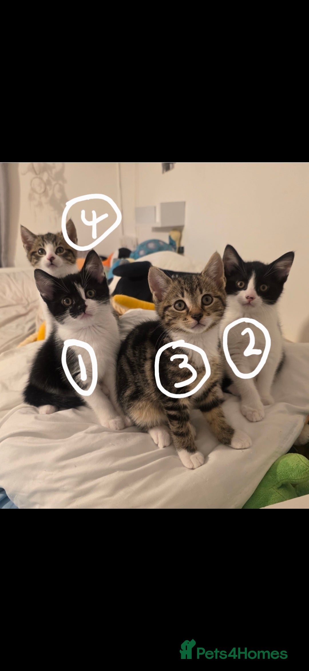 Mixed Breed cats for sale: 3 boys and 1 girl ready for new homes.  - Advert 7