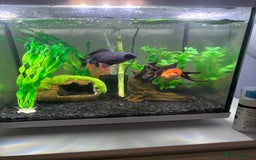 Goldfish fish for sale: Fancy Goldfish for new home 🐟🏡 - Image 6