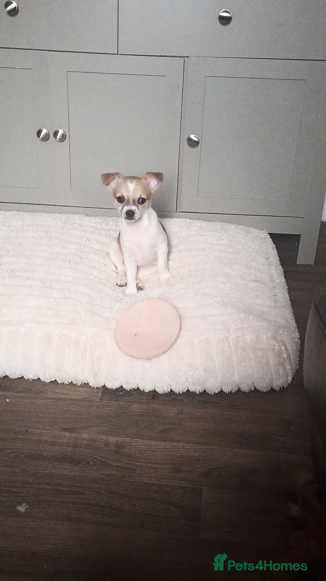 Chihuahua dogs for sale: Ready 4th november - Advert 4