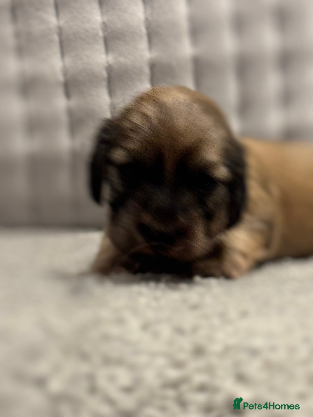 Miniature Dachshund dogs for sale: Reservation list now open! - Image 24