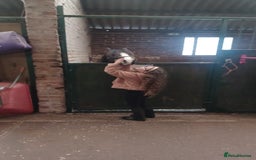 Welsh Section A horses for sale: Welsh Section A Mare Lead Rein pony - Image 11