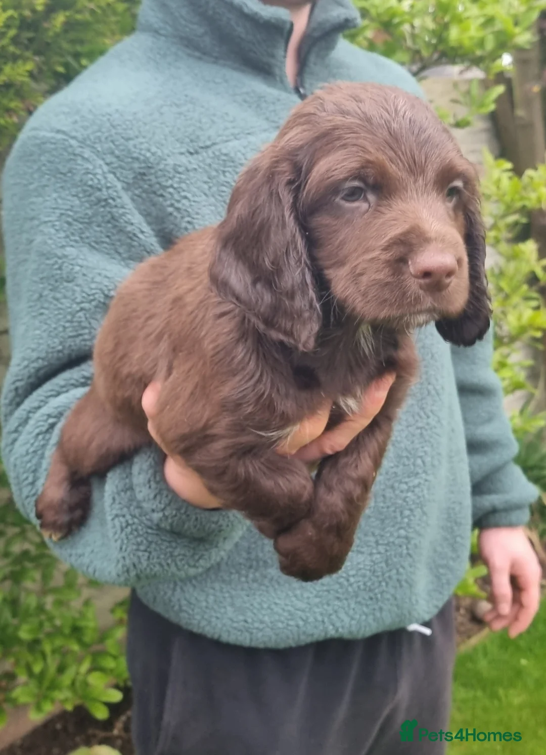 Sprocker dogs for sale: F1 Sprocker Spaniel  - Advert 13